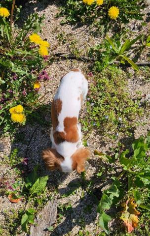 Cavalier king charles spaniel junge