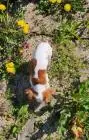 Cavalier king charles spaniel junge