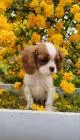 Cavalier king charles spaniel mädchen