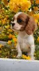 Cavalier king charles spaniel mädchen