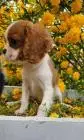 Cavalier king charles spaniel mädchen