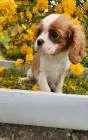 Cavalier king charles spaniel mädchen