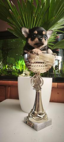 Chihuahua welpen