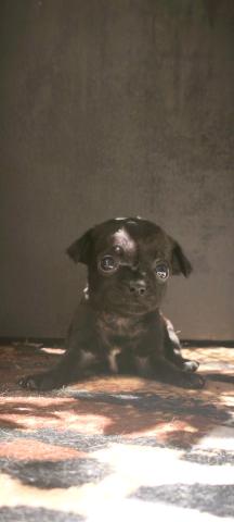 Chihuahua welpen