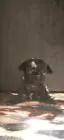 Chihuahua welpen