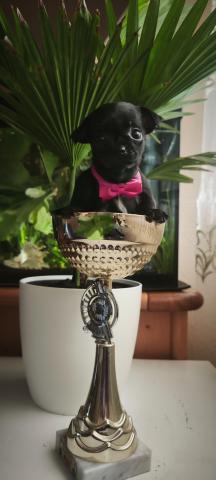 Chihuahua welpen