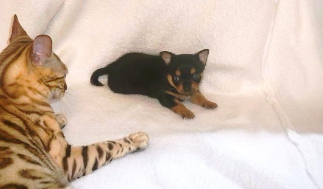 Chihuahua welpen