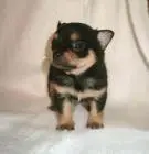 Chihuahua welpen