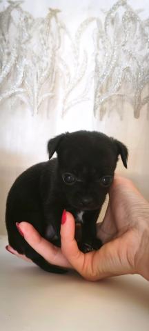Chihuahua welpen