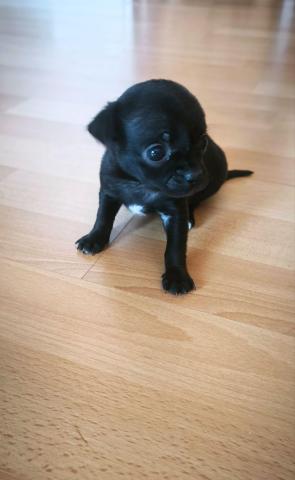 Chihuahua welpen