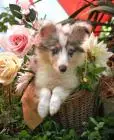 Sheltie-mädchen
