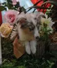 Sheltie-mädchen