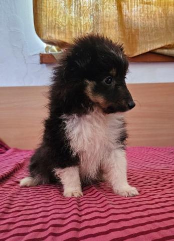 Sheltie-mädchen