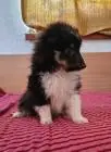 Sheltie-mädchen