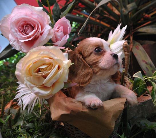 Cavalier king charles spaniel jungen