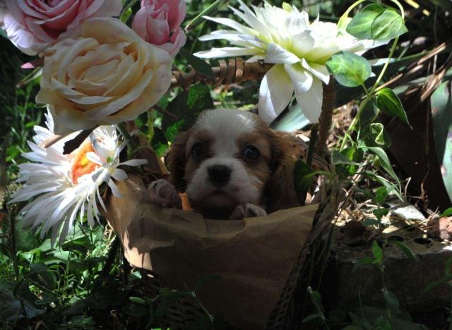 Cavalier king charles spaniel jungen