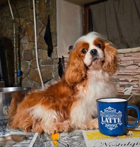 Cavalier king charles spaniel jungen