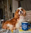 Cavalier king charles spaniel jungen
