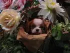 Cavalier king charles spaniel jungen
