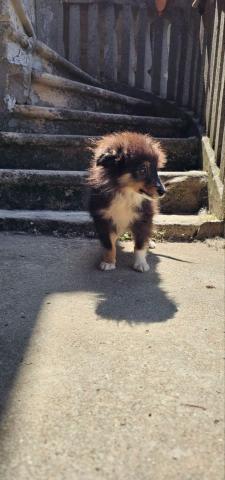 Sheltie fci junge