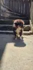 Sheltie fci junge