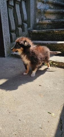 Sheltie fci junge