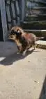 Sheltie fci junge