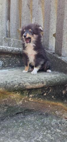 Sheltie fci junge