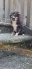 Sheltie fci junge