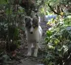Sheltie-mädchen