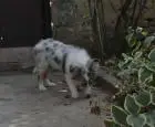 Sheltie-mädchen