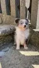 Sheltie-junge