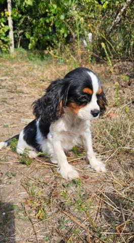 Weiblicher cavalier king charles spaniel