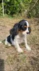 Weiblicher cavalier king charles spaniel