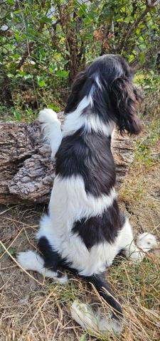 Weiblicher cavalier king charles spaniel
