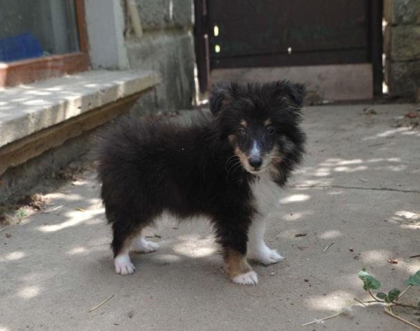 Dreifarbiges sheltie-mädchen