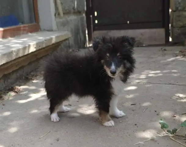 Dreifarbiges sheltie-mädchen - 1