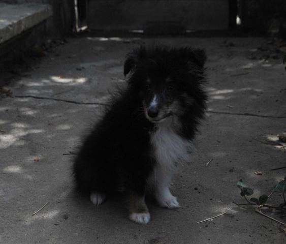 Dreifarbiges sheltie-mädchen