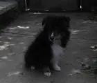 Dreifarbiges sheltie-mädchen