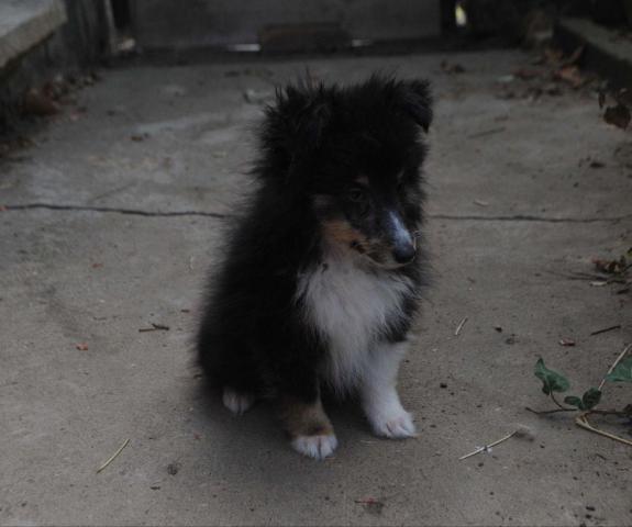 Dreifarbiges sheltie-mädchen