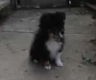 Dreifarbiges sheltie-mädchen
