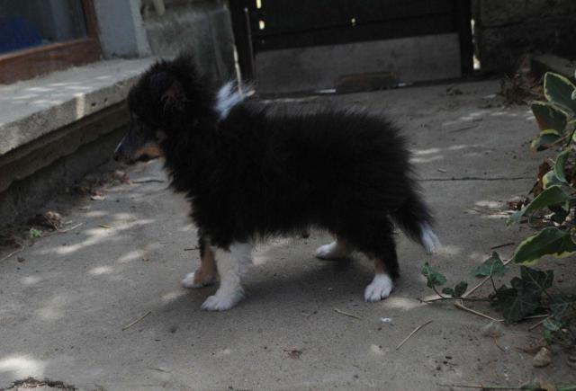 Dreifarbiges sheltie-mädchen