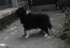 Dreifarbiges sheltie-mädchen