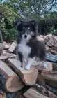 Dreifarbiges sheltie-mädchen