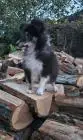 Dreifarbiges sheltie-mädchen