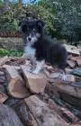 Dreifarbiges sheltie-mädchen