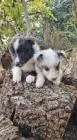Sheltie-jungs