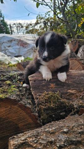Sheltie-jungs