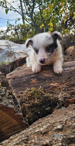 Sheltie-jungs