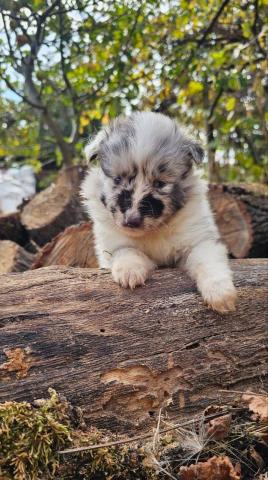 Sheltie-mädchen